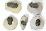 Lot: Assorted Devonian Trilobites - Pieces #119927-1